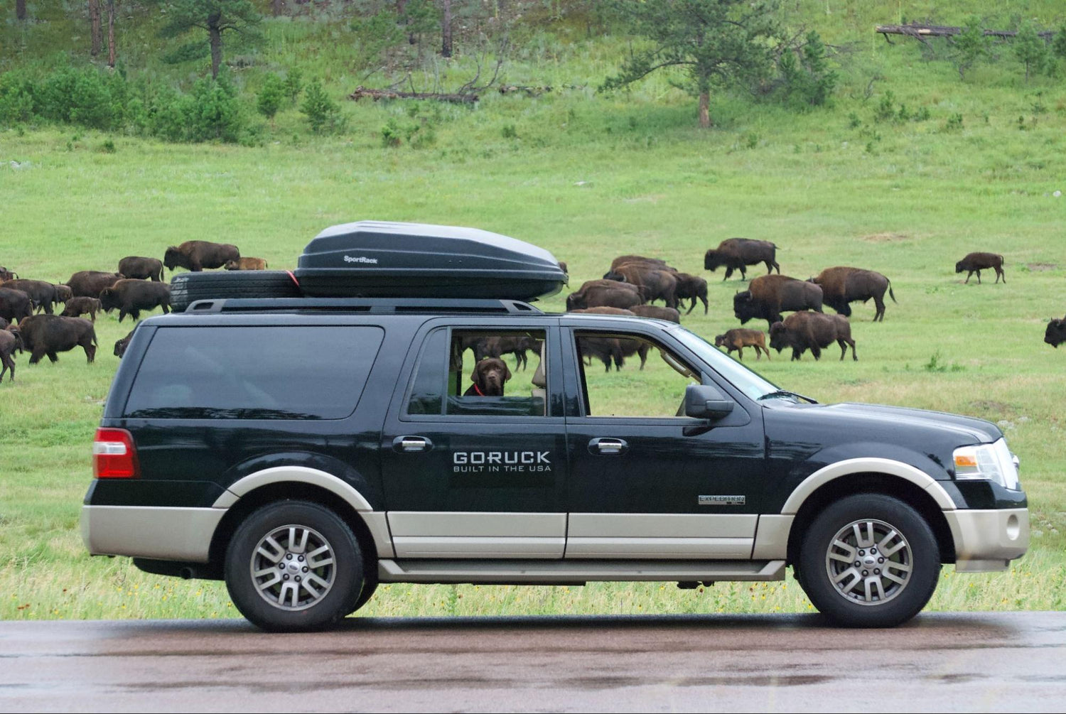 GORUCK SUV with rooftop carrier parked near bison herd in grassy field