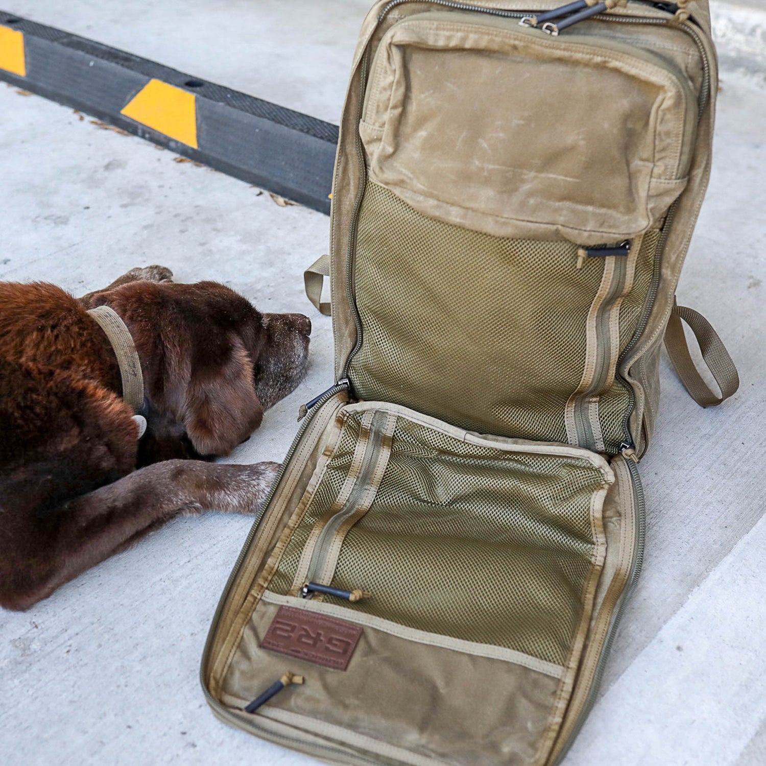 The GR2 - Heritage Waxed Canvas backpack sits open on concrete next to a brown dog by a curb, showcasing its durable laptop compartment that’s perfect for travel.