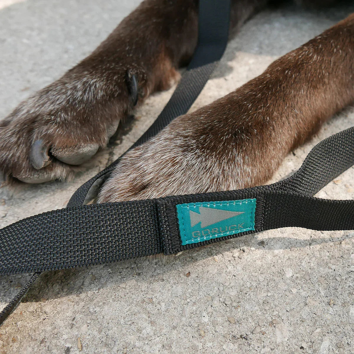 GORUCK branded black leash on a dog's front paws resting on concrete
