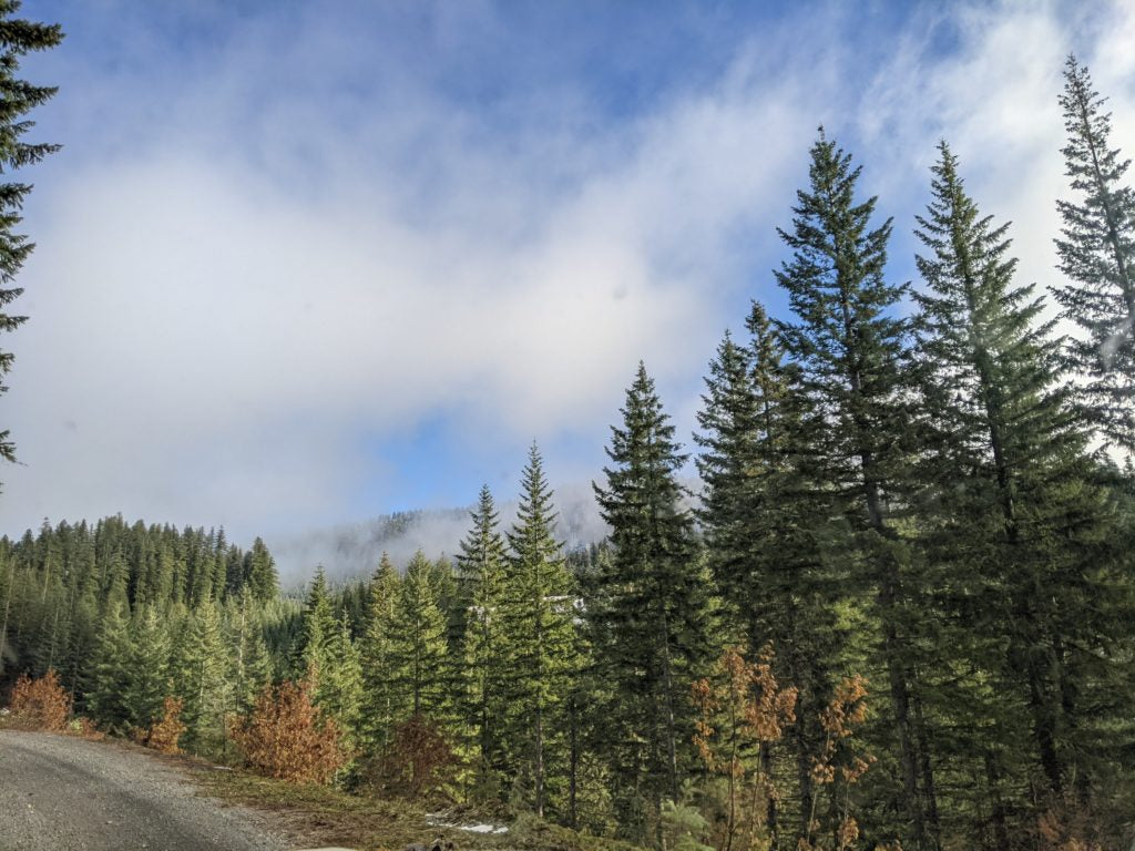 Dense evergreen forest and mountain trail under cloudy sky, ideal rucking gear terrain by GORUCK