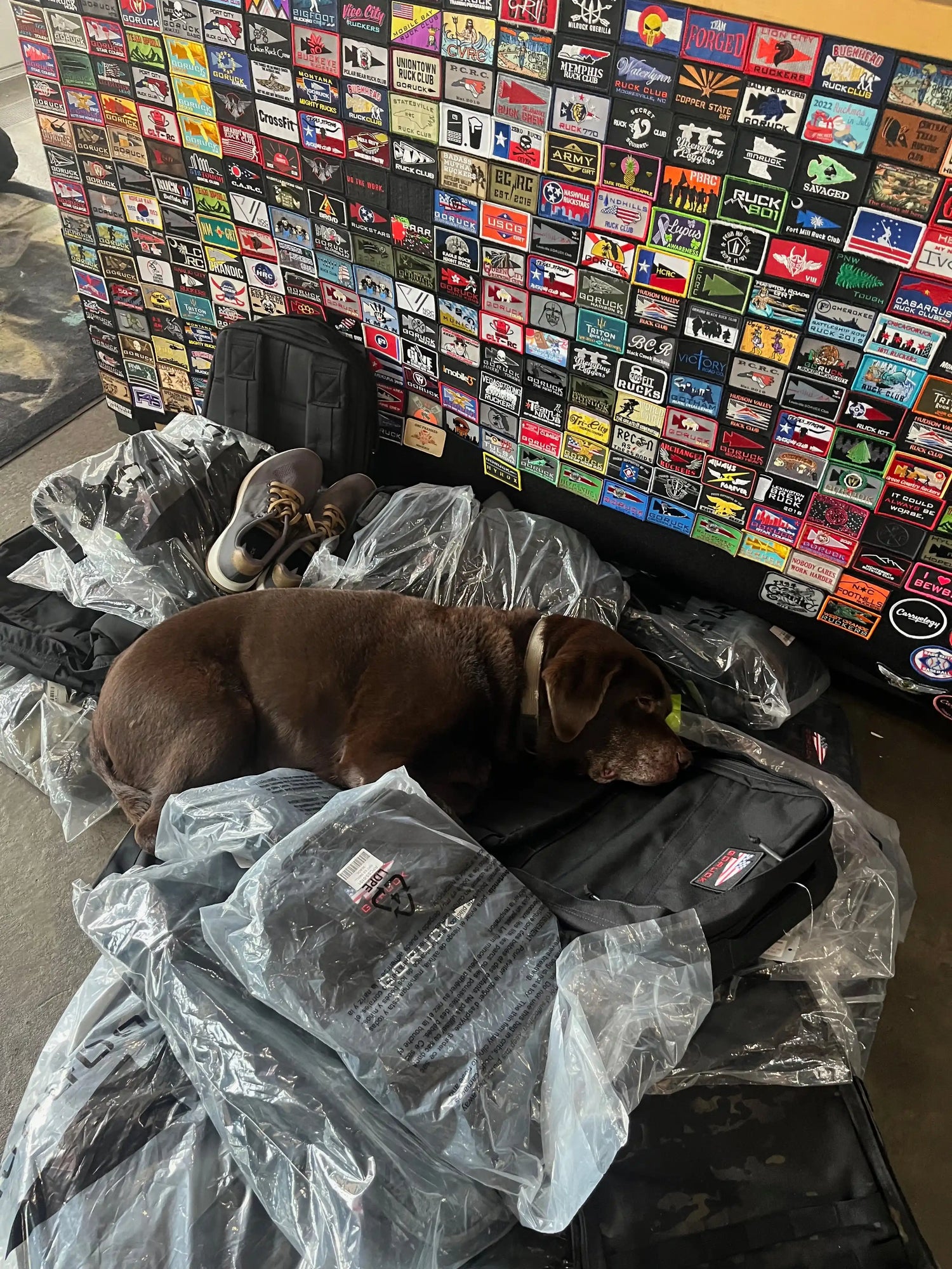 Brown dog resting on GORUCK rucksacks with club patch wall in the background