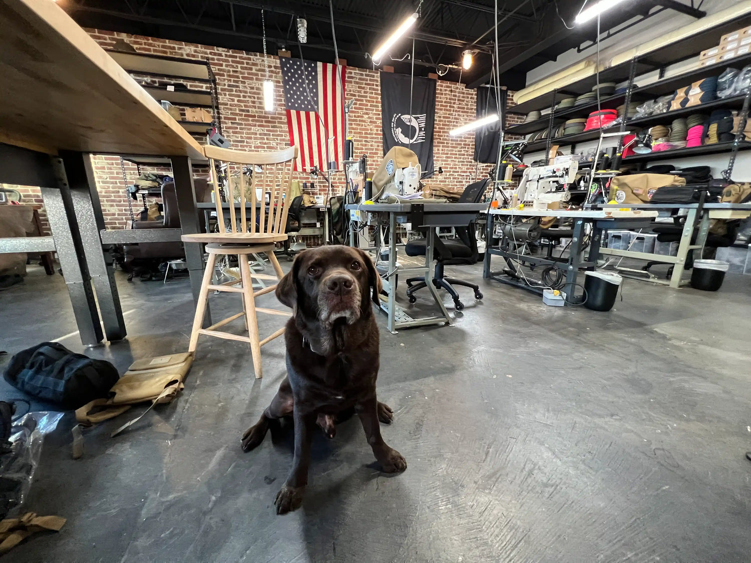 Chocolate labrador in GORUCK workshop with sewing machines, American flag, rucking gear shelves