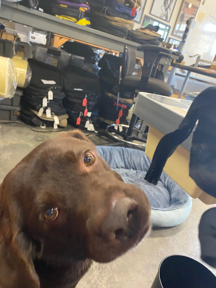 Chocolate lab dog in GORUCK gear workshop with rucksacks and gear on shelves