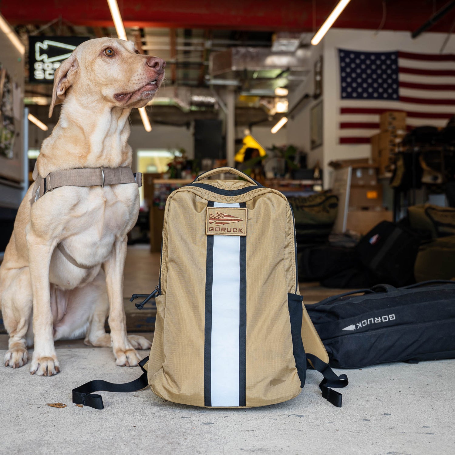 A tan dog sits beside a tan Basic Rucker backpack in a workshop with an American flag on the wall, ready for a day of rucking with a ruck plate secured inside.