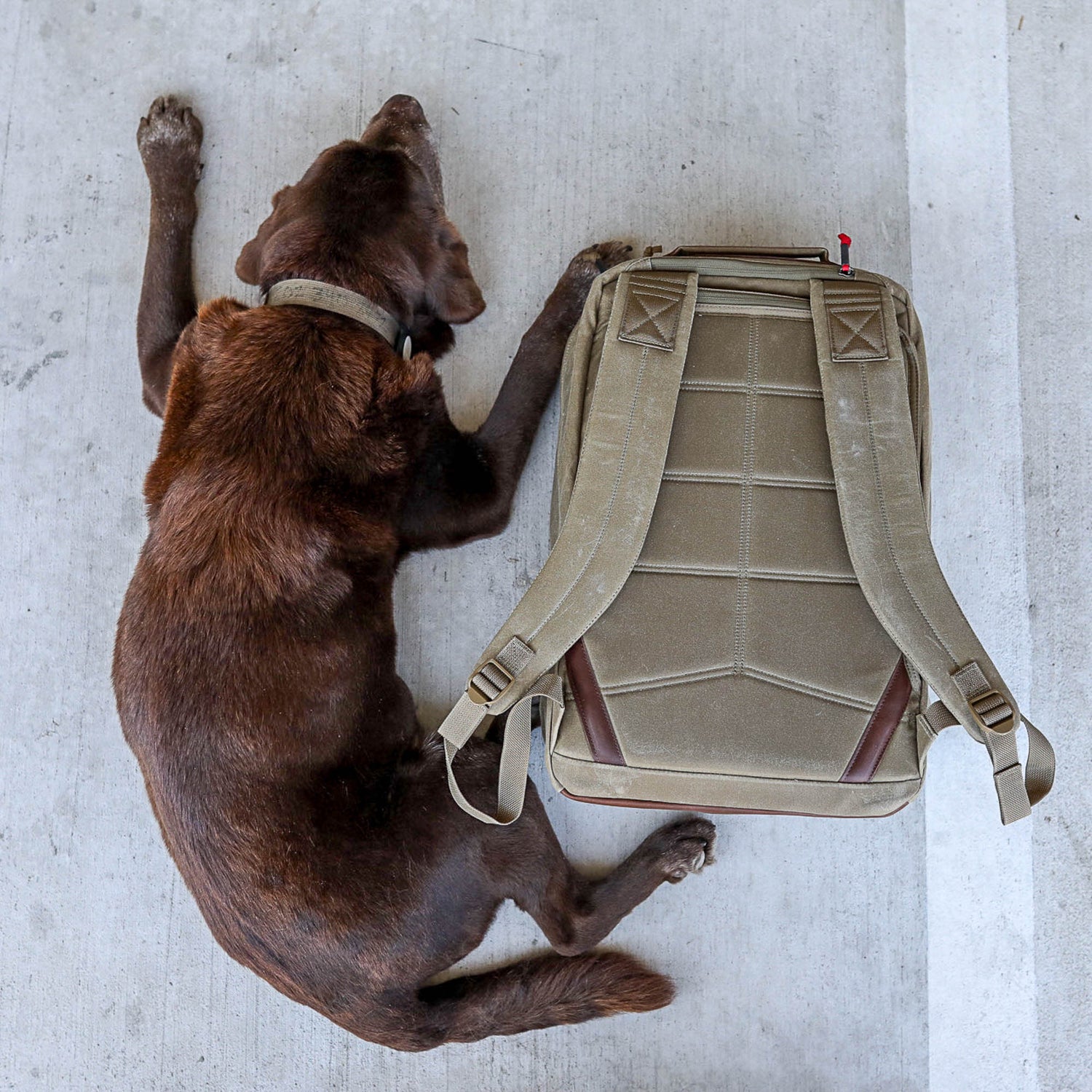 A brown dog lies on concrete next to a tan GR2 - Heritage Waxed Canvas backpack featuring visible straps and buckles.