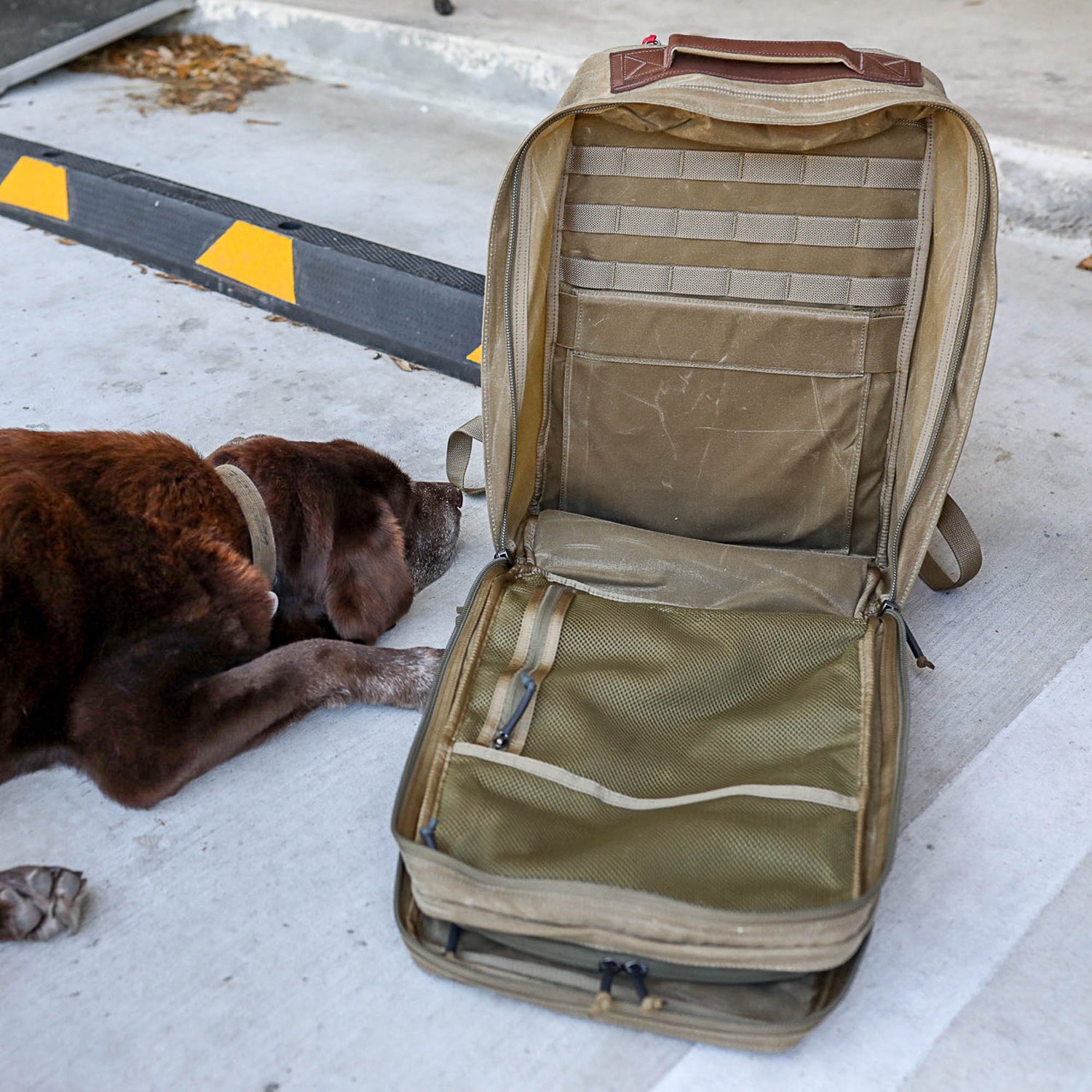 A brown dog lies beside an open, empty GR2 - Heritage Waxed Canvas backpack on a concrete surface near a parking barrier.
