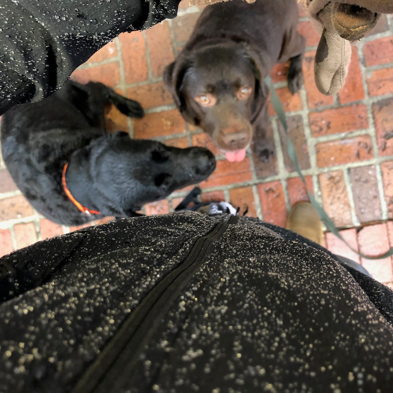 A person in an Indestructible Challenge Windbreaker stands in the foreground, with two dogs on a brick path seen from above.