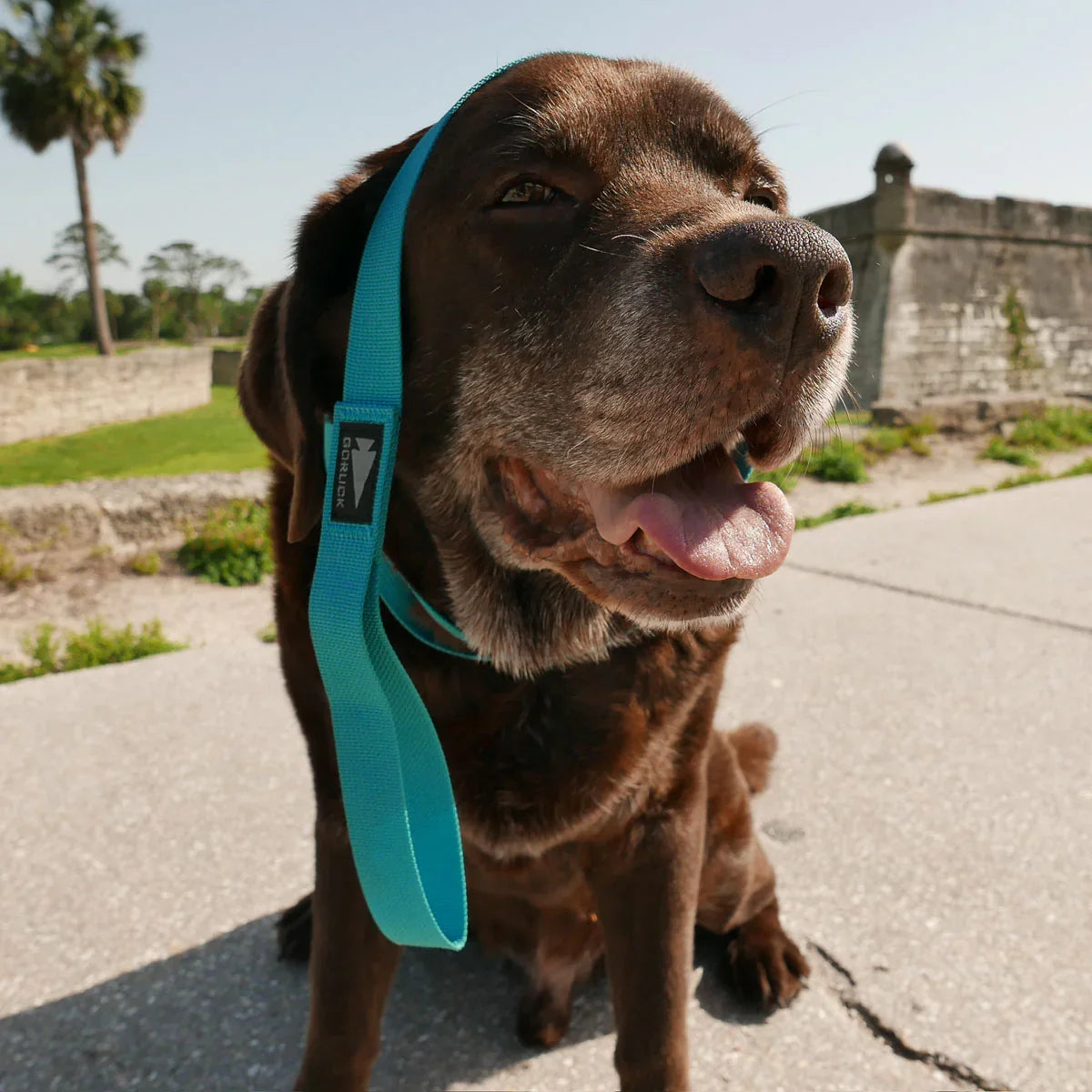 GORUCK brown labrador with blue leash outdoors, sunny day, stone wall background