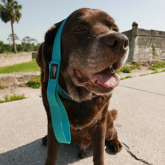 GORUCK brown labrador with blue leash outdoors, sunny day, stone wall background