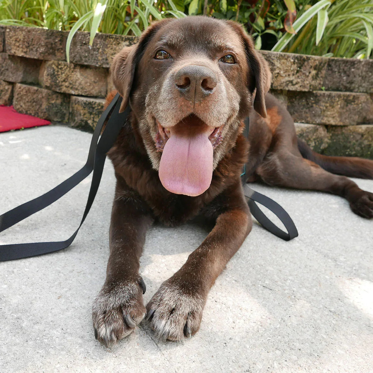 Happy brown Labrador with leash lying on pavement, outdoors at goruck.mommunity event