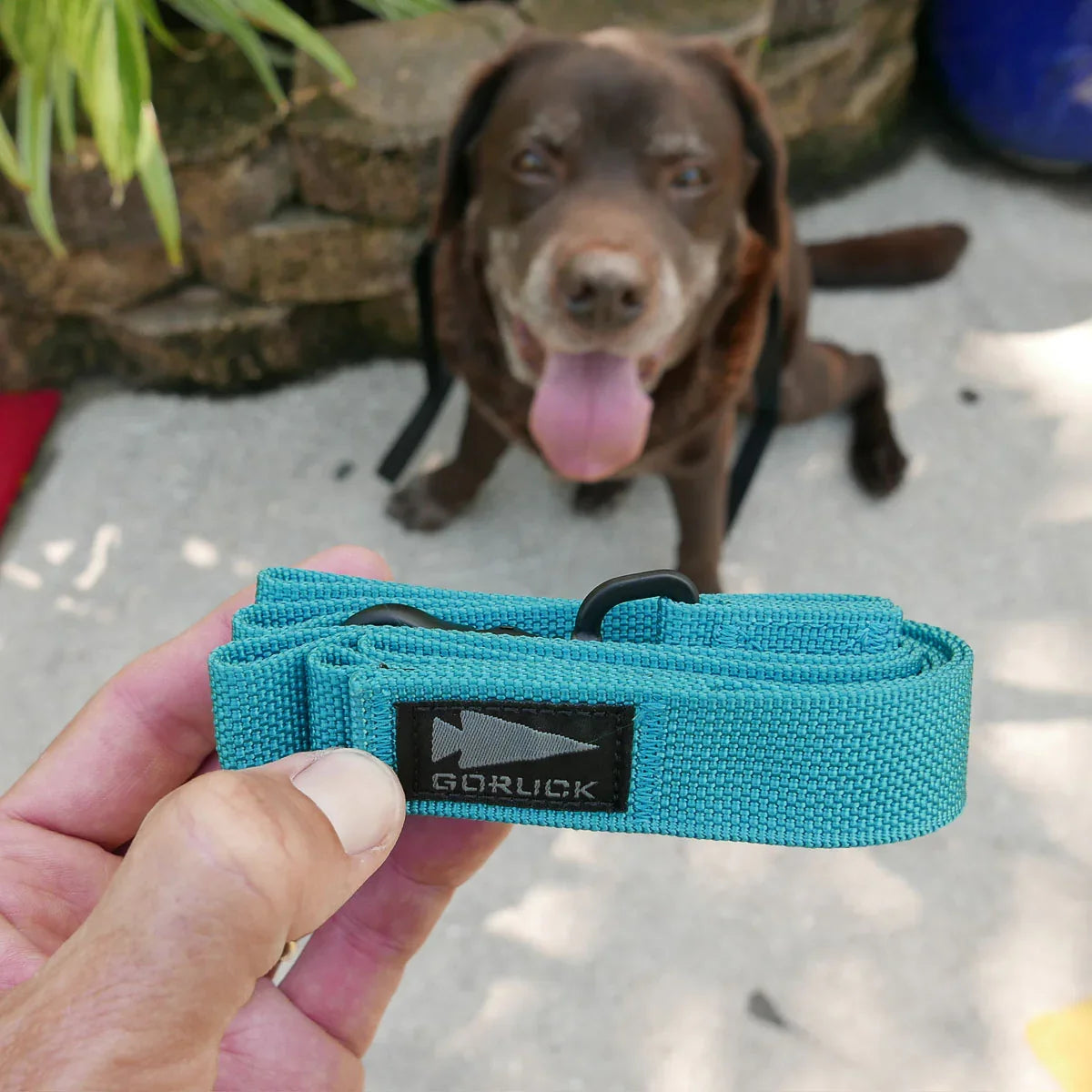 GORUCK blue dog leash held outdoors, chocolate dog sitting in background