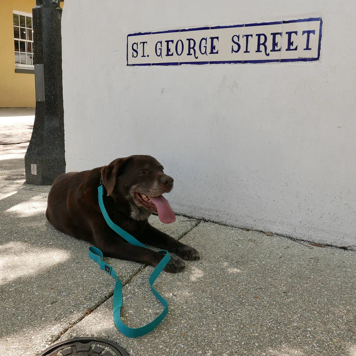 Chocolate labrador with teal leash resting on sidewalk near St. George Street sign, GORUCK