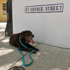 Chocolate labrador with teal leash resting on sidewalk near St. George Street sign, GORUCK