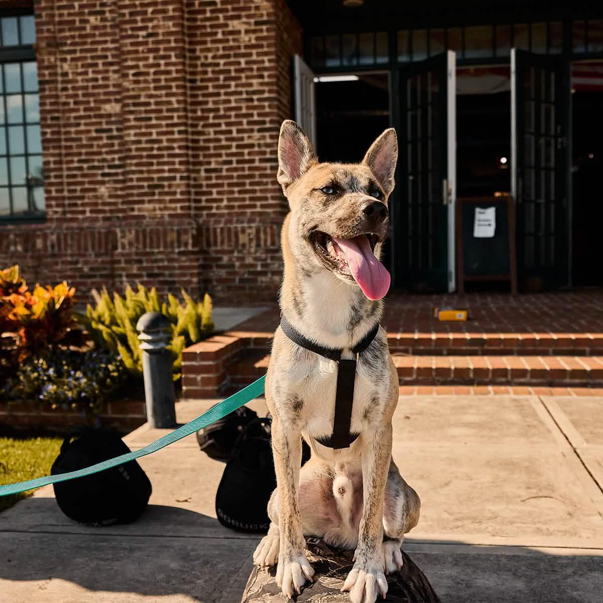 Dog wearing a black harness with teal leash, sitting outside brick building, GORUCK gear nearby