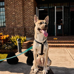Dog wearing a black harness with teal leash, sitting outside brick building, GORUCK gear nearby