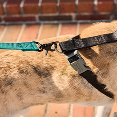 Dog wearing a sturdy black harness and teal leash from GORUCK, outdoor brick background.