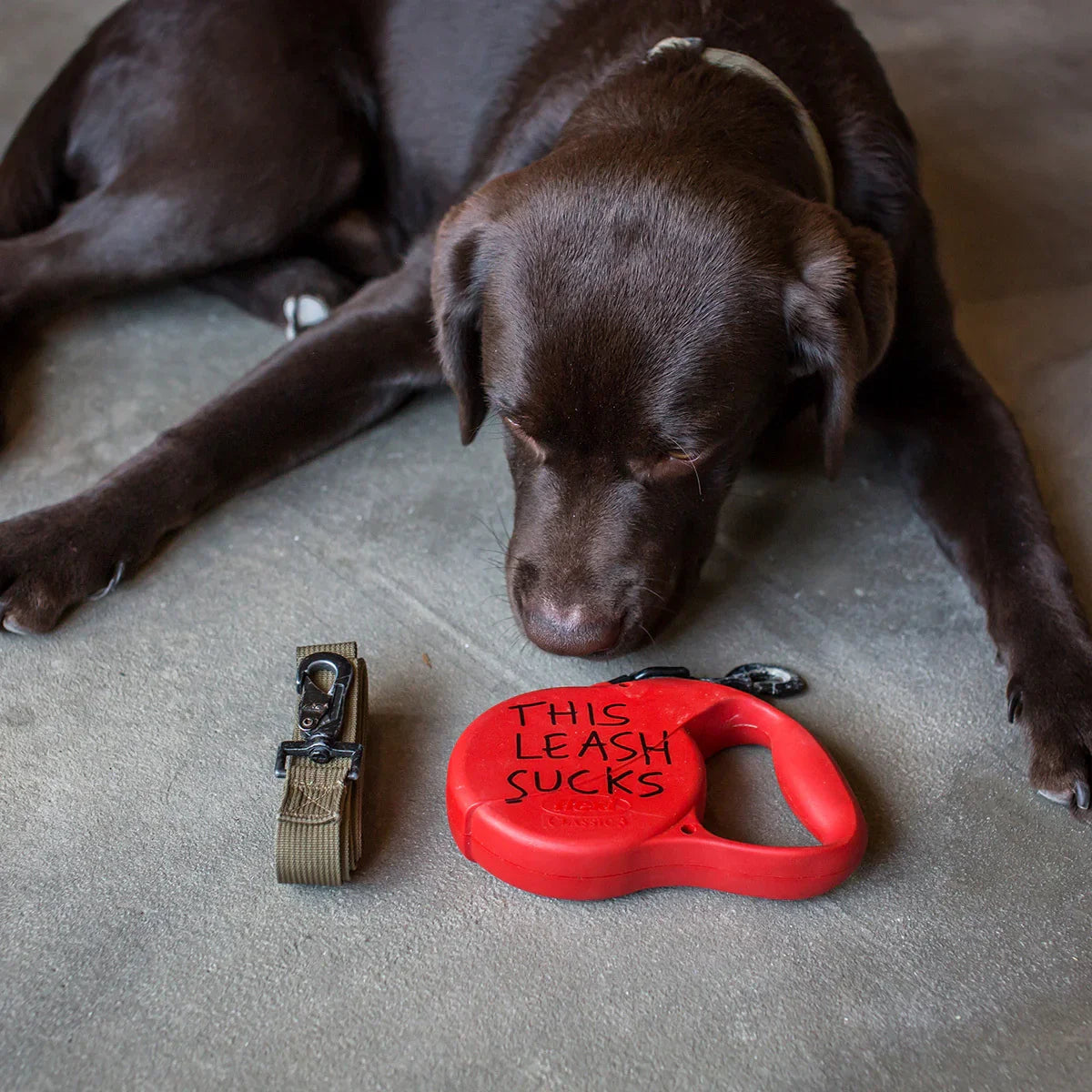 Chocolate lab dog looks at a red leash marked 'This Leash Sucks' beside a GORUCK ruck leash.