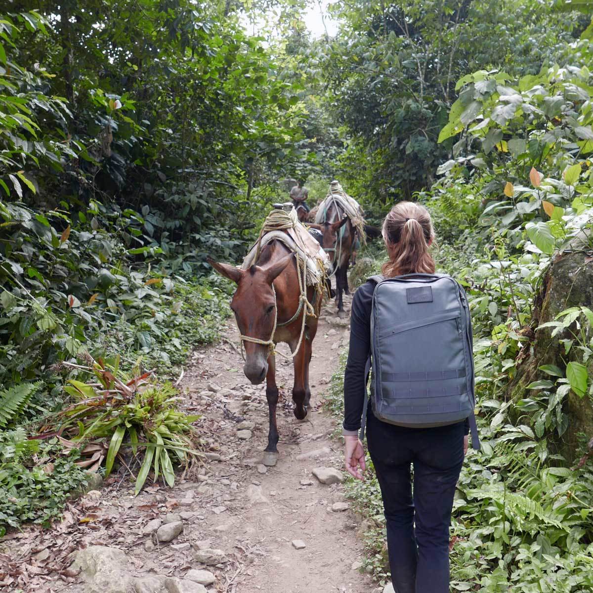 A person with a GR1 backpack hikes behind pack mules along a narrow, rocky jungle path surrounded by lush greenery.