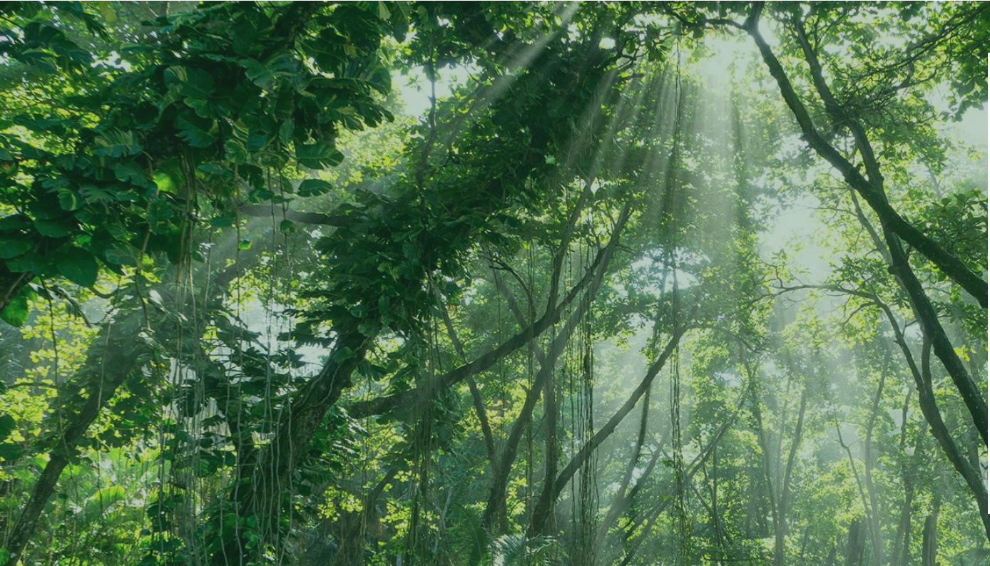 Sunlight streams through dense green foliage in a lush forest, illuminating leaves and branches.