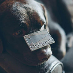 GORUCK patch on a black labrador dog's nose, showcasing rugged rucking gear.